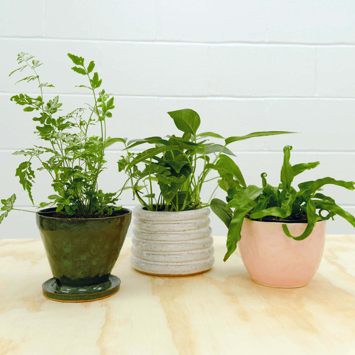 Handbuilding Planters with Planthouse