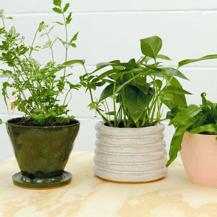 Handbuilding Planters with Planthouse
